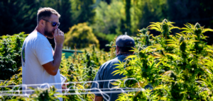 Credit to Chris Romaine @KandidKush | Humboldt Seed Company