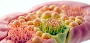 Rezeptoren auf der Zunge (beispielhaft)