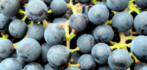 © 2026 Erik Seidel, foodadvisorblog