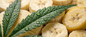 © 2026 Erik Seidel, foodadvisorblog